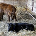 Highland/Angus Cross Meets Highands 2