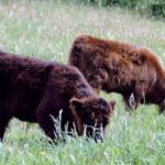 Highland Calves