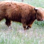 Highland Calf