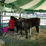 2012-midwest-cow-camp-018