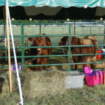 2012-midwest-cow-camp-029