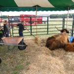 2012-midwest-cow-camp-033