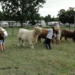2012-midwest-cow-camp-082