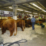 2012 Stock Show 30