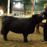 Almosta Farm's Hatti