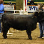 Almosta Farm's Hatti