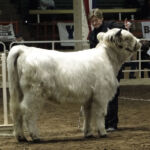2012 Stock Show 51