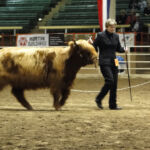 2012-stock-show-058