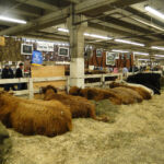 2012 Stock Show 85