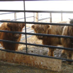 2013-calves-001