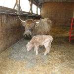 2013-calves-003