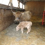 2013-calves-003