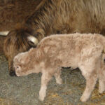 2013-calves-005