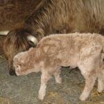 2013-calves-005