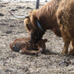 2013-calves-006