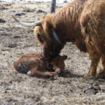 2013-calves-006