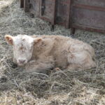 2013-calves-007