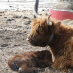 2013-calves-009