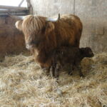 2013-calves-014