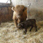 2013-calves-015