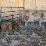 2013-calves-017