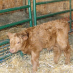 2013-calves-018