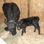 2013-calves-022