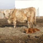2013-calves-023