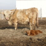 2013-calves-023