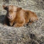 2013-calves-024