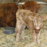 2013-calves-026