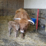 2013-calves-028