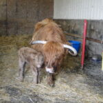 2013-calves-028