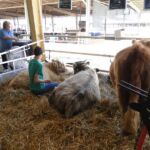 2014 Boulder County Fair & WY State Fair 002