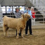 2014 Boulder County Fair & WY State Fair 005