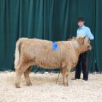 Almosta Farm Rose - 2nd place in Best Pair of Females - 2014 Boulder County Fair
