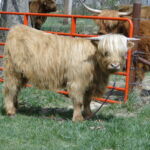 2014 calves & CA trip 005