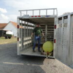 2014 calves & CA trip 009