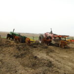 2014 calves & CA trip 011