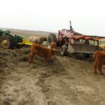 2014 calves & CA trip 013