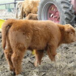 2014 calves & CA trip 017