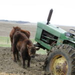 2014 calves & CA trip 018