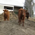2014 calves & CA trip 019