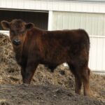 2014 calves & CA trip 020