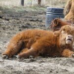 2014 calves & CA trip 021