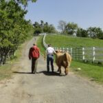 2014 calves & CA trip 025