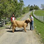 2014 calves & CA trip 027