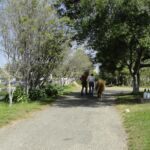 2014 calves & CA trip 030