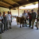 2014 calves & CA trip 034