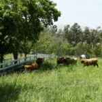2014 calves & CA trip 053